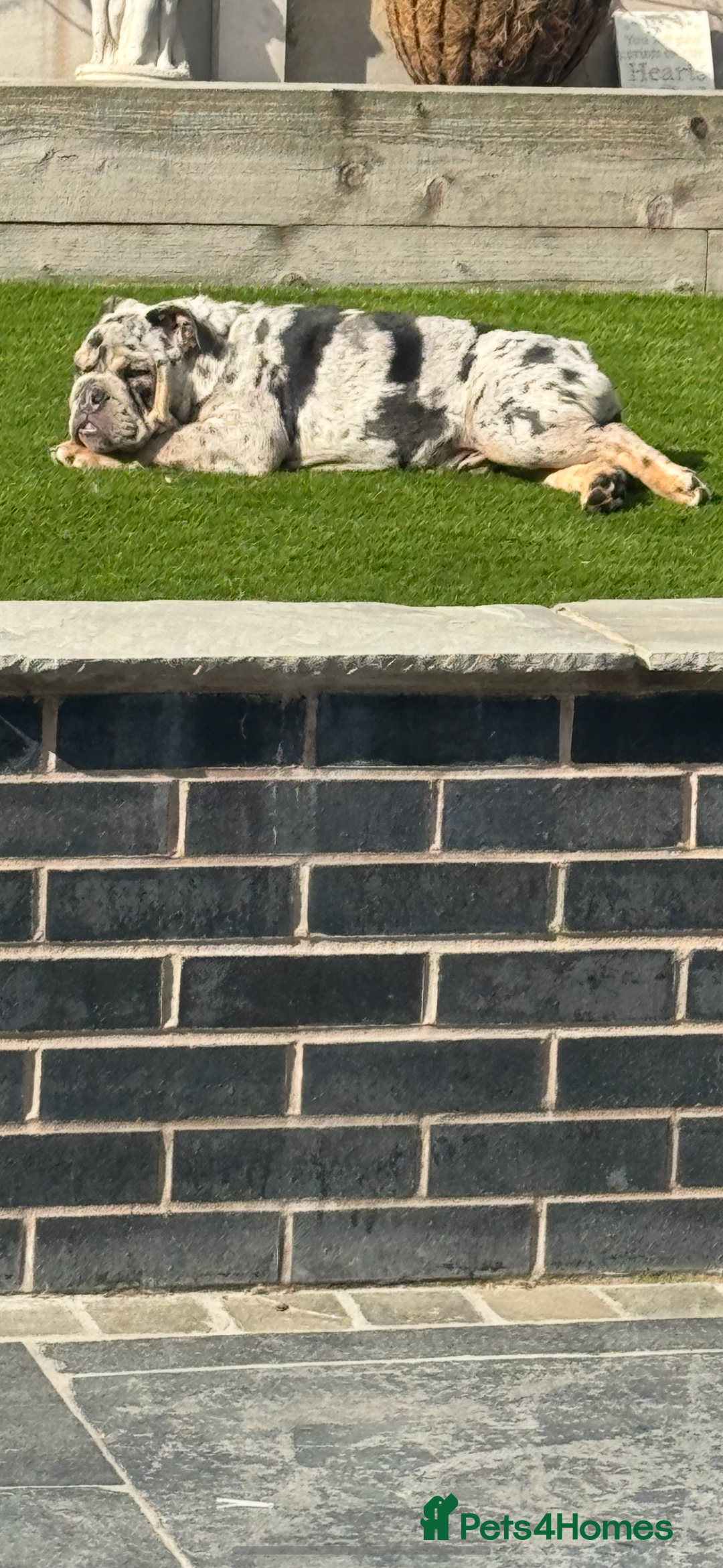 English Bulldog dogs for sale: Grey Merle male english bulldog puppy - Image 39