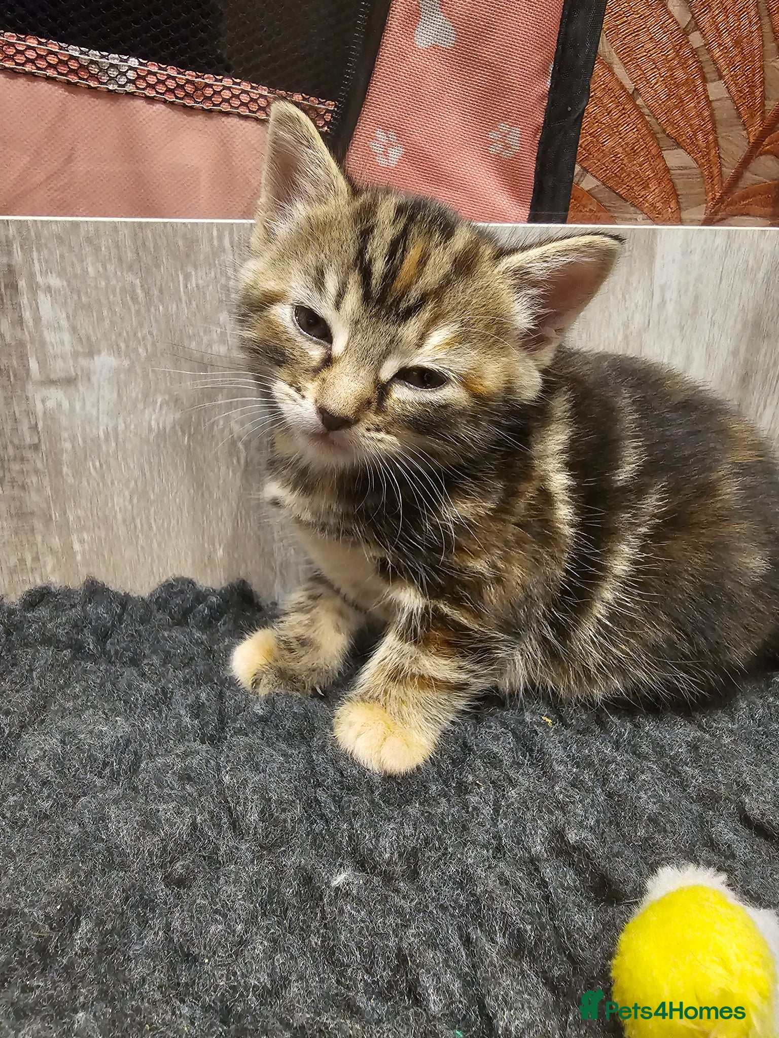 Mixed Breed cats for sale: Stunning Long Haired Kittens, rare colours🐾 💗 - Advert 7