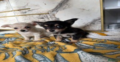 Chihuahua dogs - Advert 10