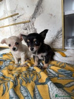 Chihuahua dogs - Advert 7