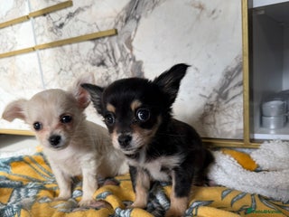 Chihuahua dogs - Advert 4