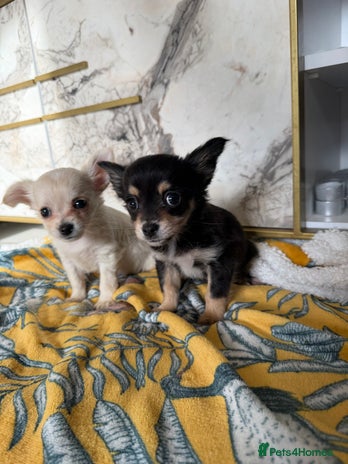 Chihuahua dogs - Advert 1