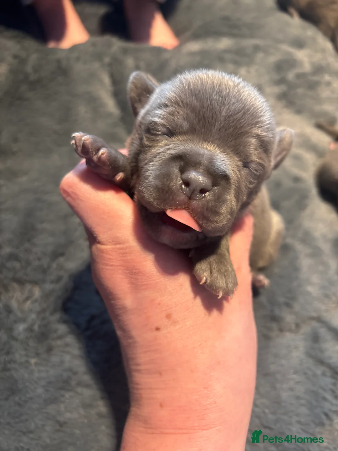 Staffordshire Bull Terrier dogs for sale: KC REG BEAUTIFUL BLUE STAFF + CHAMPION BLOOD LINES - Advert 31