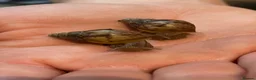 Snails invertebrates for sale: Giant African Land Snails - Lissachatina Fulica in Hounslow - Advert 2