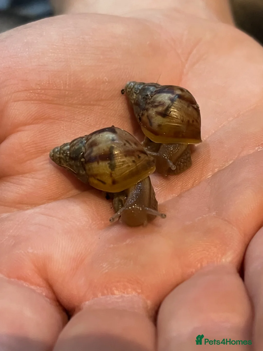Snails invertebrates for sale: Giant African Land Snails - Lissachatina Fulica in Hounslow - Advert 2