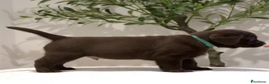 Green Collar Male