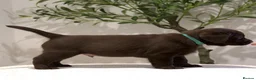 Labrador Retriever dogs for sale: Show Champion Lineage Chocolate Labrador Puppies - Advert 14