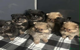 Pomeranian dogs for stud: Stunning, Proven KC reg Pomeranian Stud  in Stockton-on-Tees - Image 10