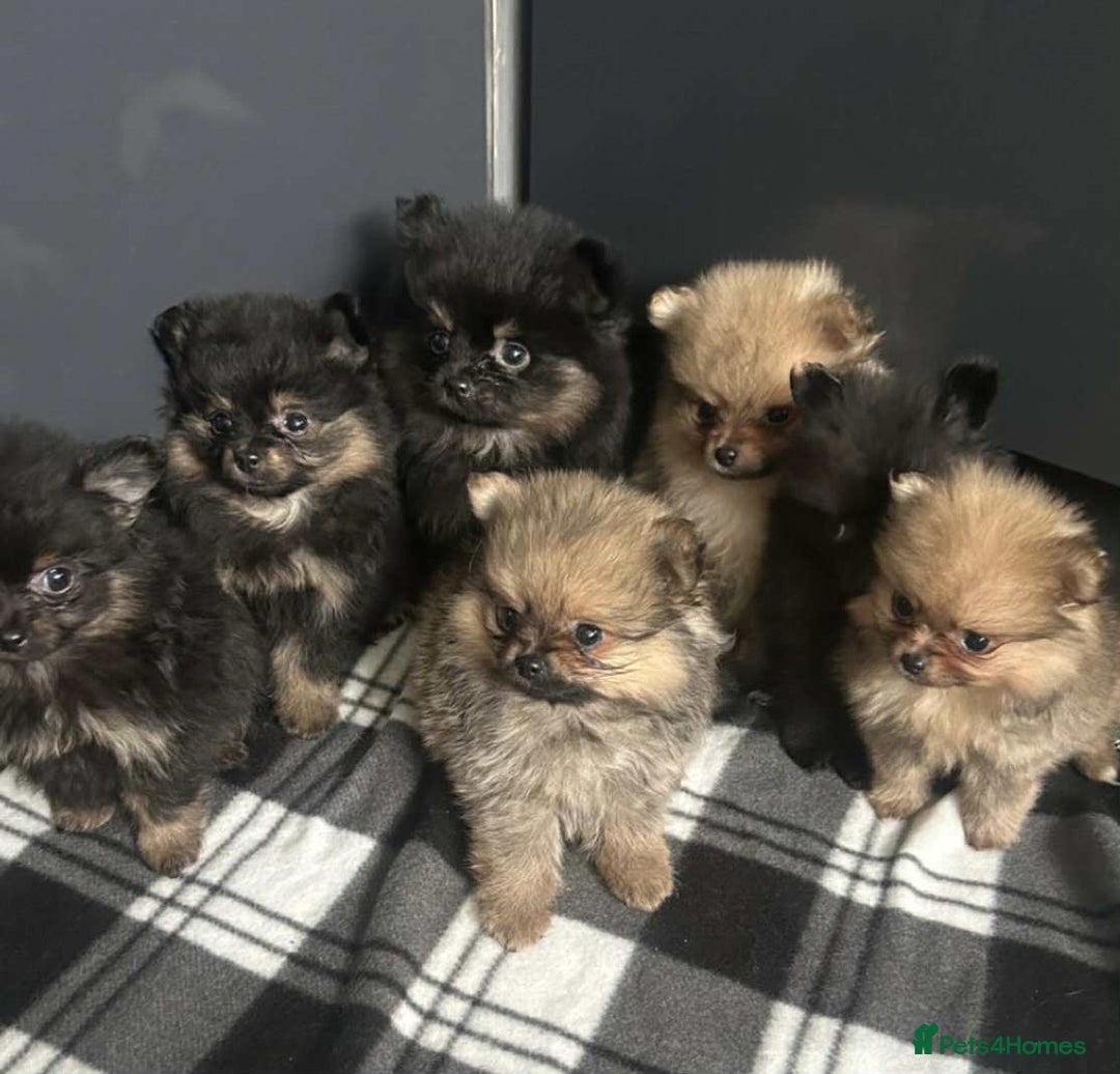 Pomeranian dogs for stud: Stunning, Proven KC reg Pomeranian Stud  in Stockton-on-Tees - Image 10