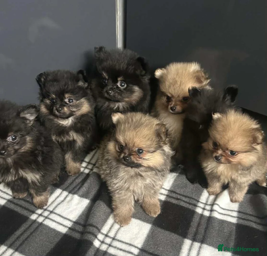 Pomeranian dogs for stud: Stunning, Proven KC reg Pomeranian Stud  in Stockton-on-Tees - Advert 9