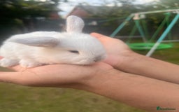 Mini Lion Lop rabbits for sale: Mini lop - Image 19
