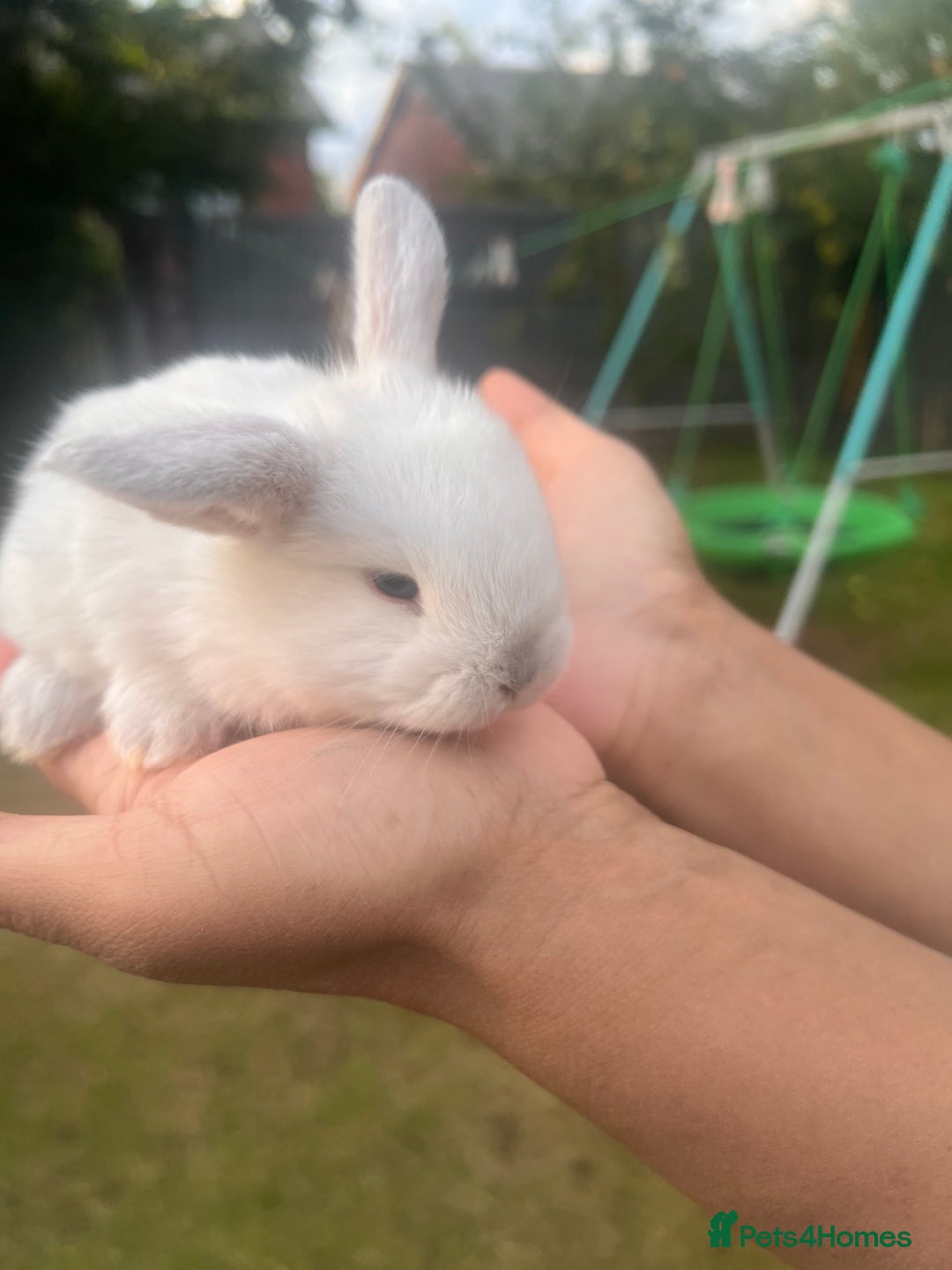 Mini Lion Lop rabbits for sale: Mini lop - Image 19