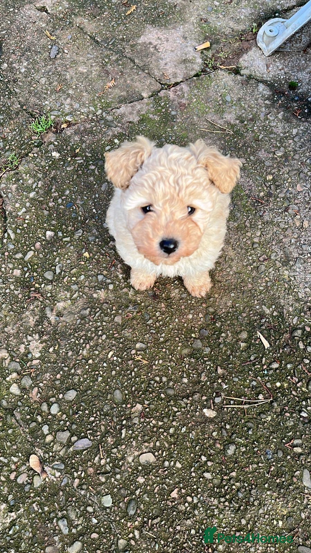 Mixed Breed dogs for sale: Girl maltipoo - Advert 3