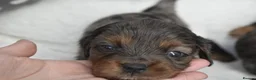 Cavapoo dogs for sale: Health Tested Cavapoo Puppies  - Advert 22