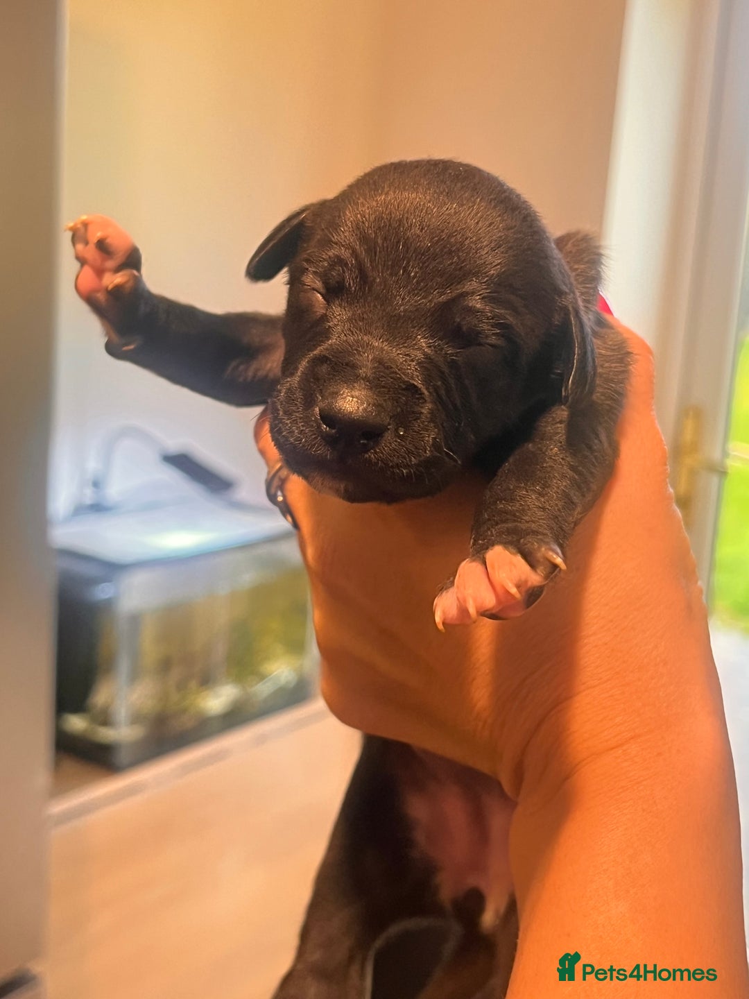 Whippet dogs for sale: Champion KC whippet puppies  - Advert 16