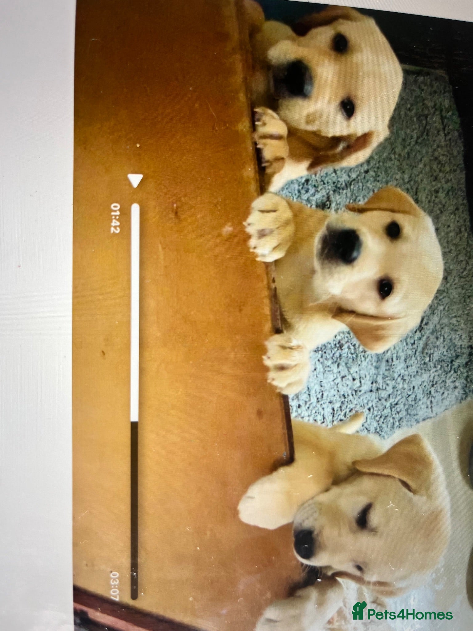 Labrador Retriever dogs KC Reg Yellow Labrador Puppies for sale  - Advert 2