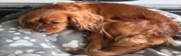 Cavalier King Charles Spaniel dogs for sale: 2 Year Old Cavalier King Charles Spaniel in Leigh - Advert 2