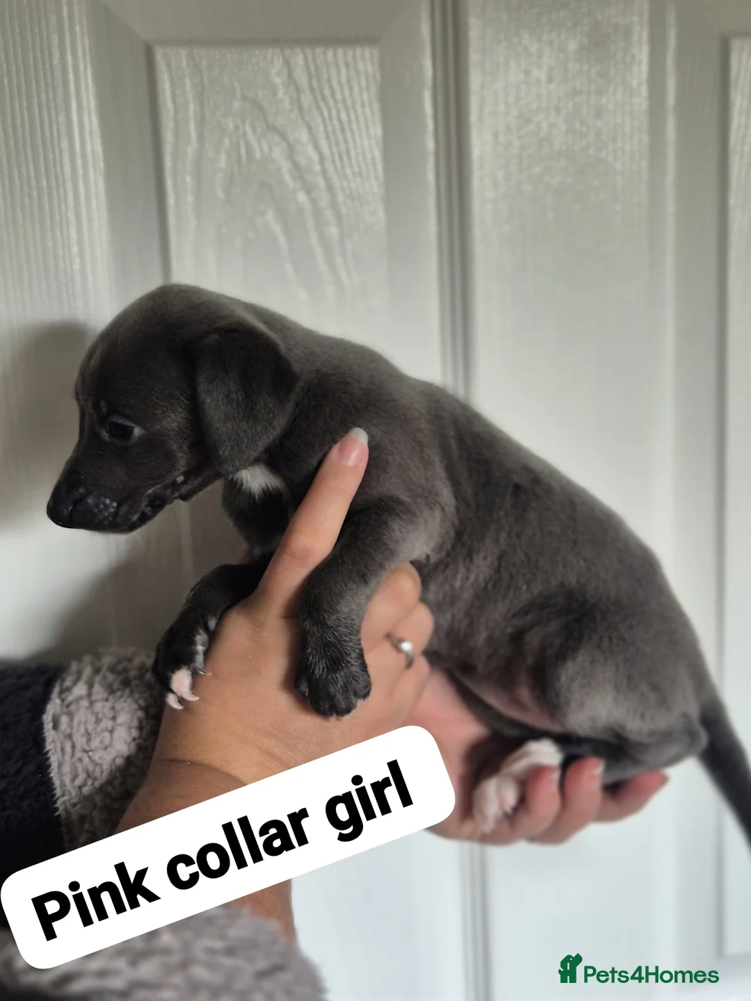 Whippet dogs for sale: Beautiful litter of Whippets - Advert 13
