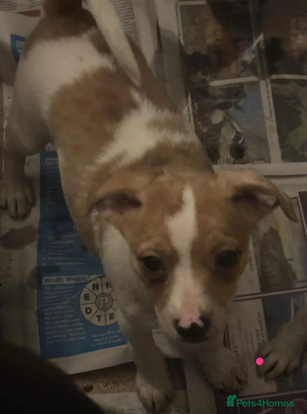 Jack Russell dogs for sale: Jack Russel pups  - Advert 13