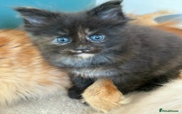 Maine Coon cats for sale: GCCF Reg Main Coon Kittens - Image 7