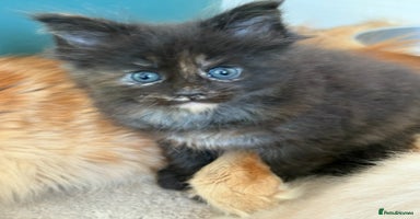 Maine Coon cats - Advert 9