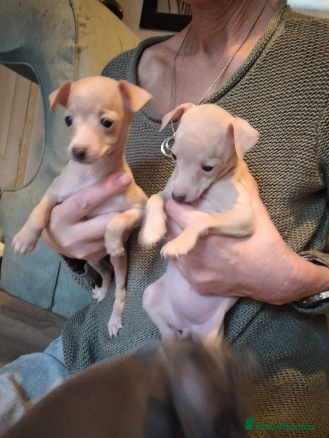 Italian Greyhound dogs for sale: Beautiful KC registered Italian greyhound puppies - Advert 11