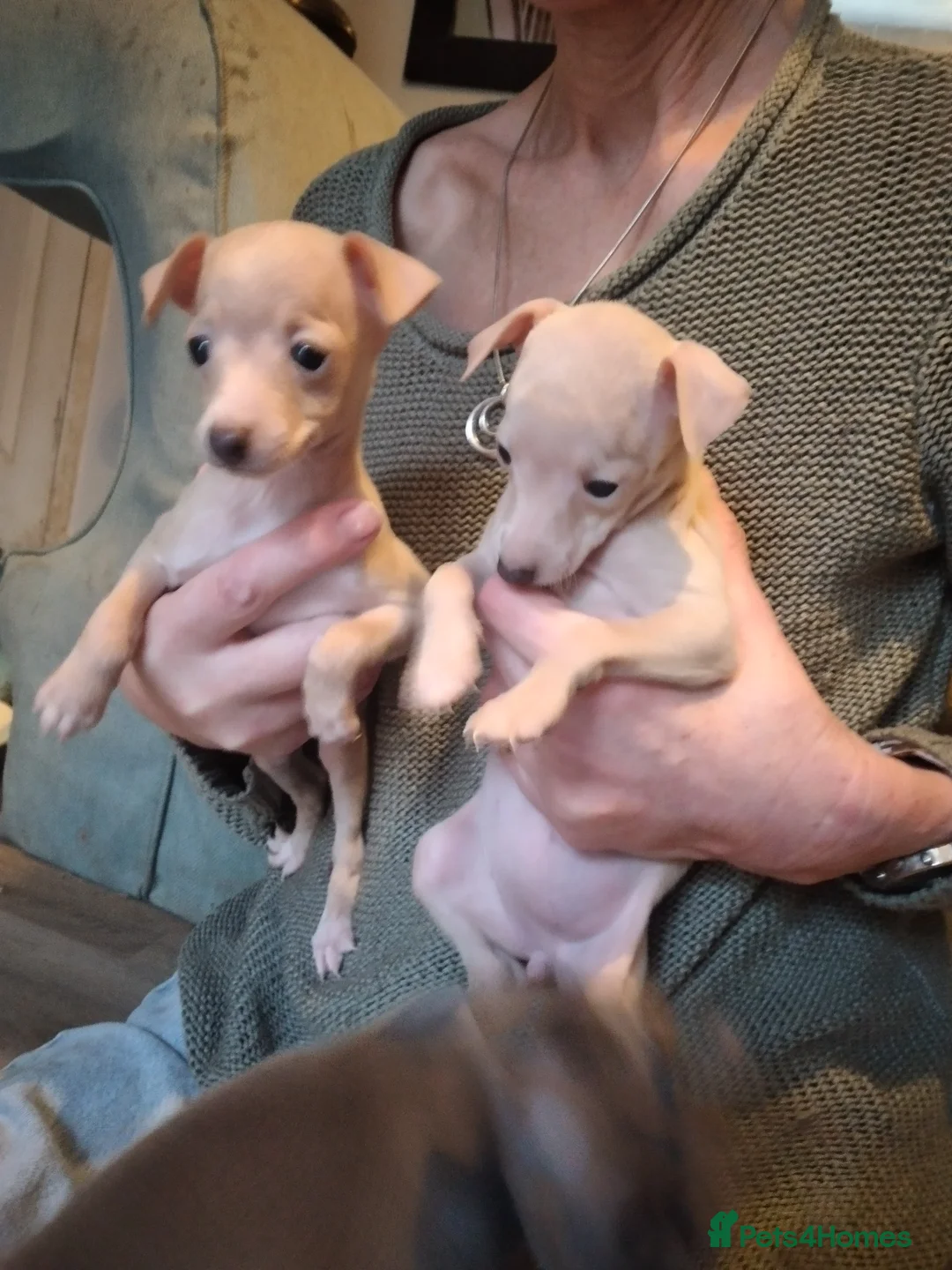 Italian Greyhound dogs for sale: Beautiful KC registered Italian greyhound puppies - Advert 11
