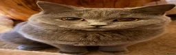 British Shorthair cats for sale: Gorgeous British Shorthair Kittens🐾💙 - Advert 5