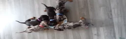 Dachshund dogs for sale: Miniature Dachshund puppies  in Falkirk - Advert 13