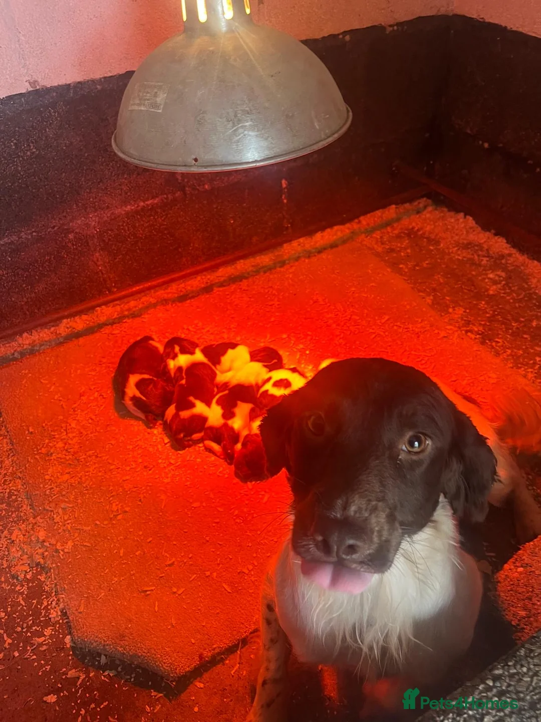 English Springer Spaniel dogs for sale: Beautiful springer spaniels  - Advert 4