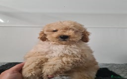 Cockapoo dogs for sale: F1bb Cockapoos- Fully Vaccinated  - Image 2