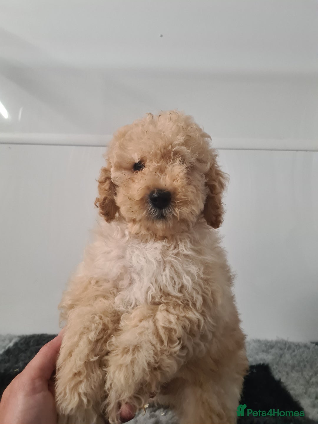 Cockapoo dogs for sale: F1bb Cockapoos- Fully Vaccinated  - Image 2
