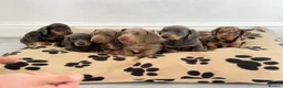 Dachshund dogs for sale: Beautiful Dachshund  in Nelson - Advert 1