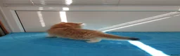 British Longhair cats for stud: BLH Golden Tipped NY12 Cheeky green 👀 stud - Advert 9