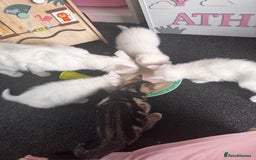 Mixed Breed cats for sale: Beautiful white kittens  - Image 3