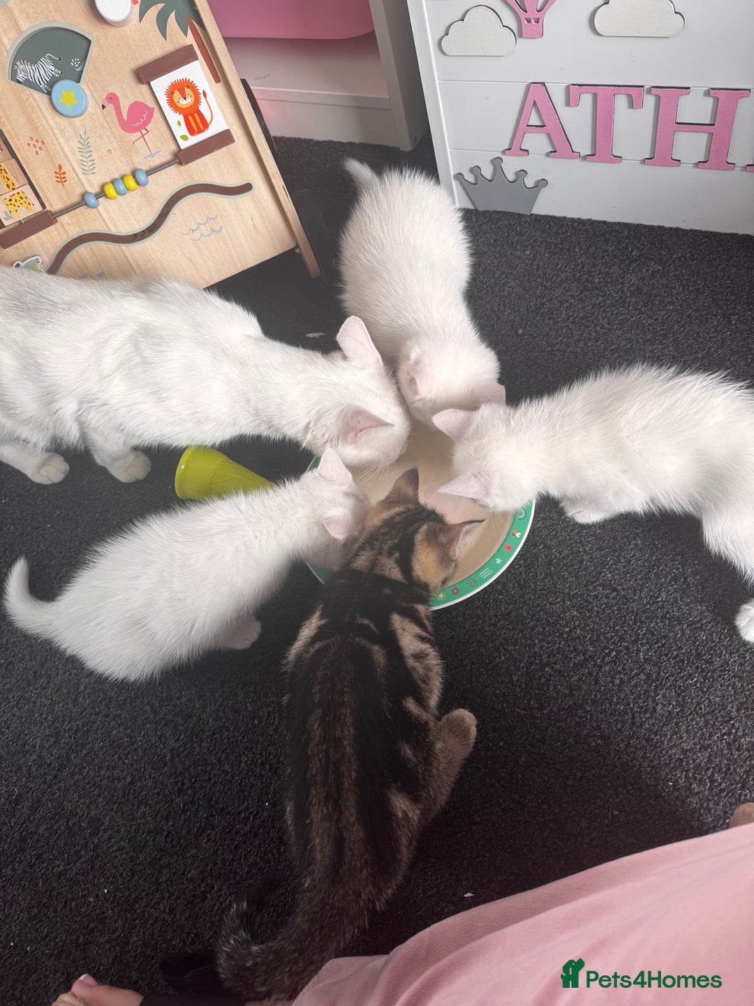 Mixed Breed cats for sale: Beautiful white kittens  - Image 3