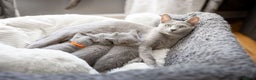 Russian Blue cats for sale: Pure Russian Blue Kittens, Silver Coat Green Eyes  - Advert 15