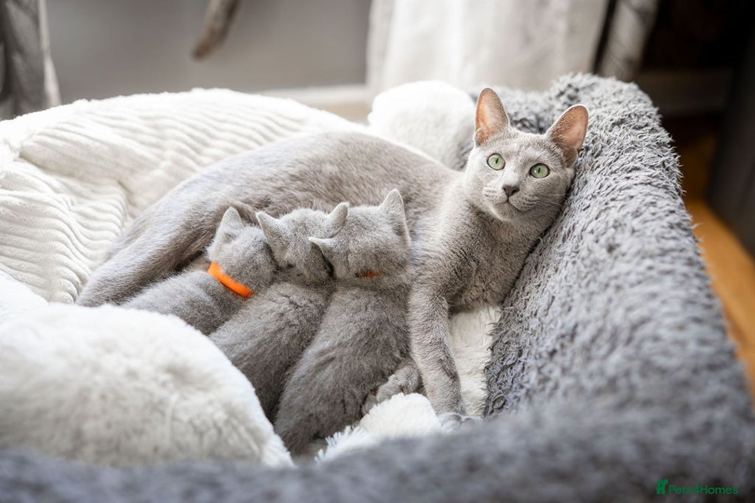 Russian Blue cats for sale: Pure Russian Blue Kittens, Silver Coat Green Eyes  - Advert 15
