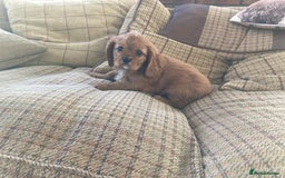 Cavalier King Charles Spaniel dogs for sale: KC ruby pups from health tested parents - Image 5