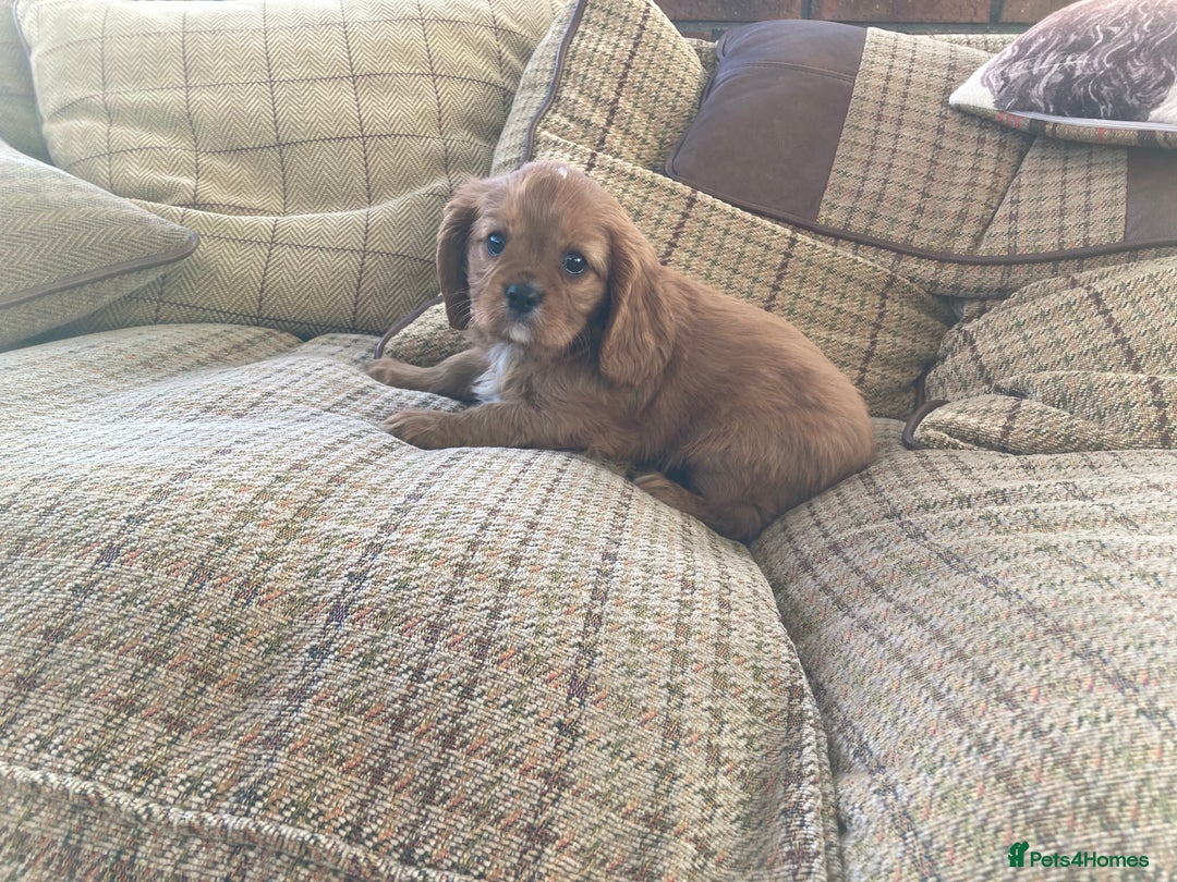 Cavalier King Charles Spaniel dogs for sale: KC ruby pups from health tested parents - Image 5