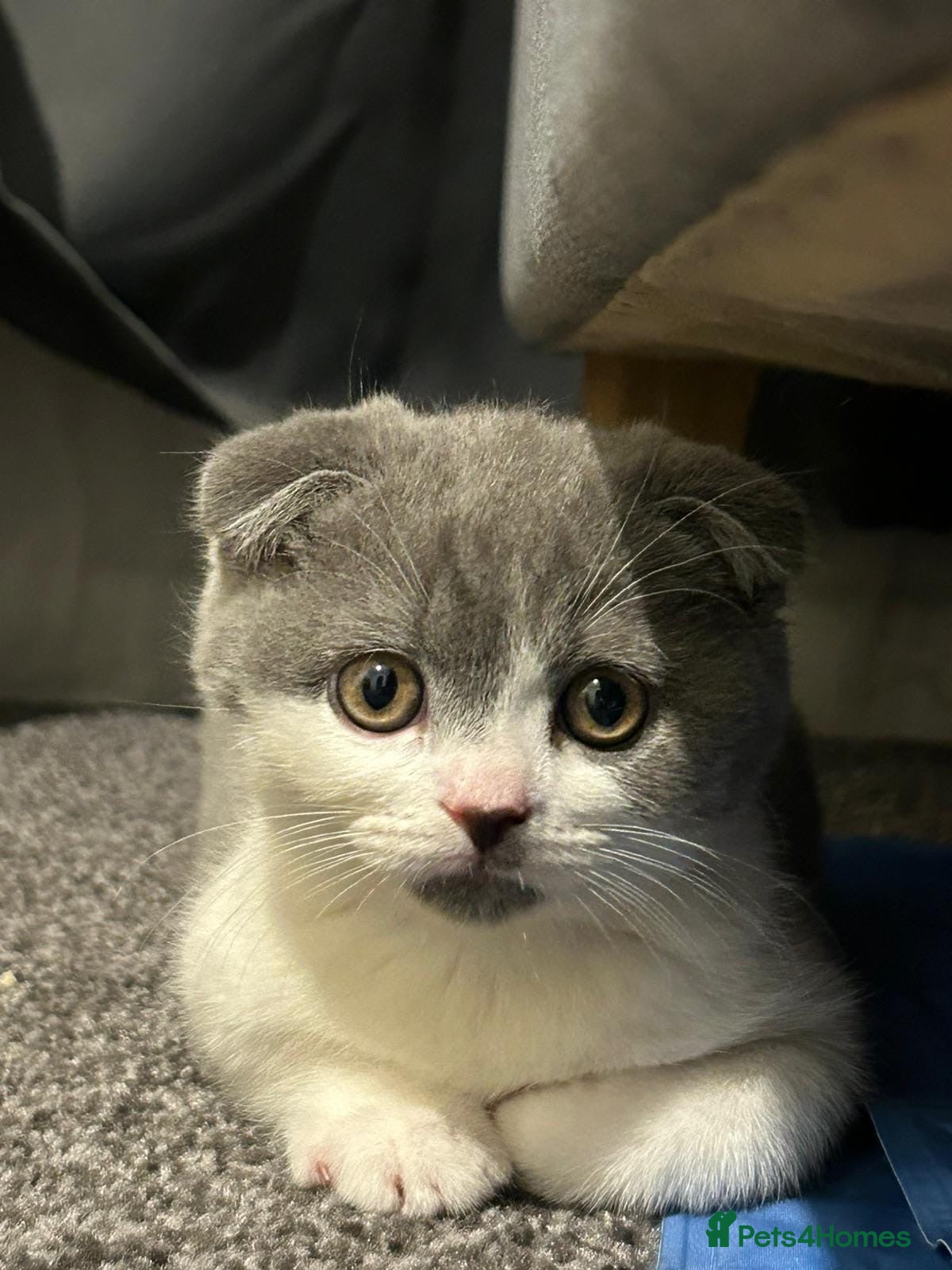 British Shorthair cats British shorthair cross (Scottish fold)  - Advert 18
