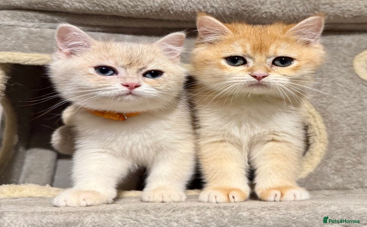 British Shorthair cats ⭐️Golden and Blue Golden Chinchilla kittens⭐️ - Advert 2