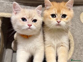 British Shorthair cats ⭐️Golden and Blue Golden Chinchilla kittens⭐️ - Advert 13