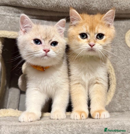 British Shorthair cats ⭐️Golden and Blue Golden Chinchilla kittens⭐️ - Advert 1