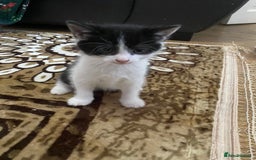 Domestic Shorthair cats for sale: Luna, Snow, Minx & Oreo - 10 Weeks old - Image 3