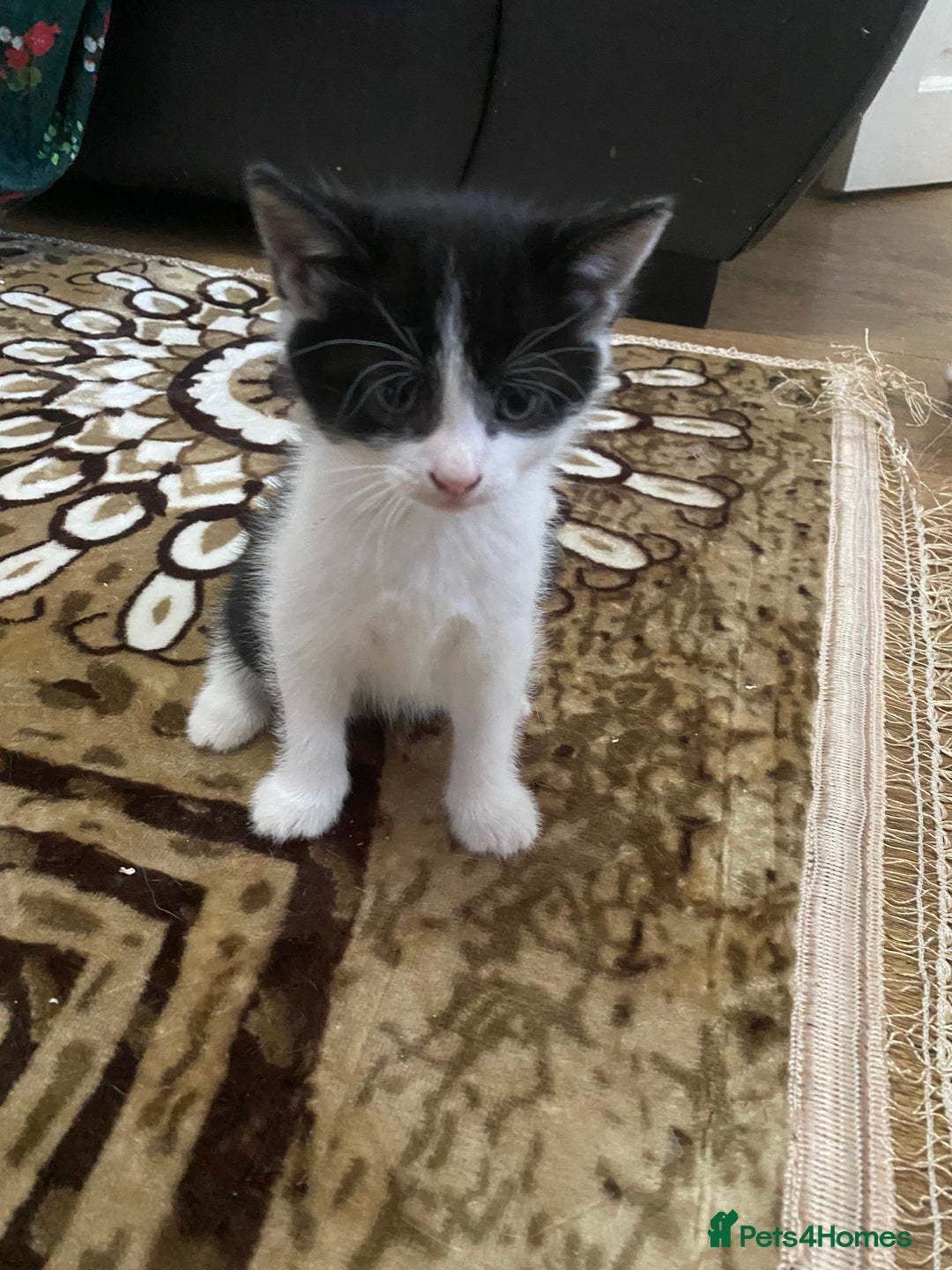Domestic Shorthair cats for sale: Luna, Snow, Minx & Oreo - 10 Weeks old - Image 3