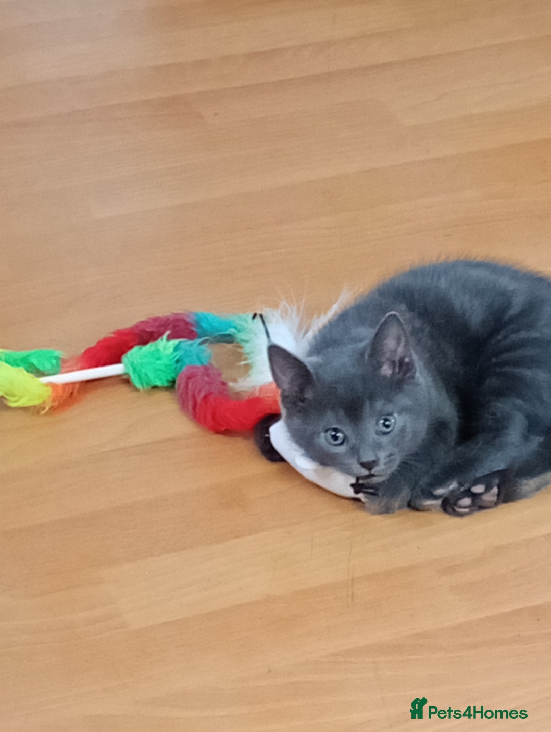 Mixed Breed cats for sale: Blue russian x European shorthair mix - Advert 4