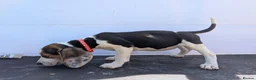 Beagle dogs for sale: Gorgeous Beagle puppies - Advert 12