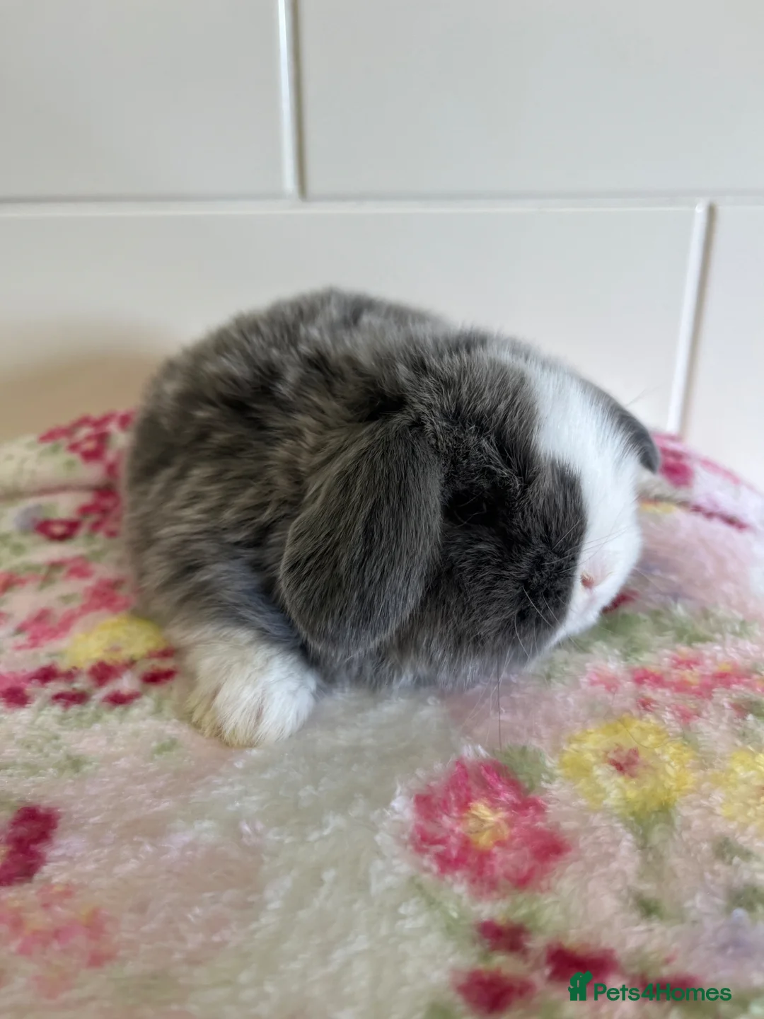 Mini Lop rabbits for sale: Beautiful mini lop s ready to reserve  - Advert 8