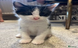 Mixed Breed cats for sale: 3 kittens for sale.  - Image 3